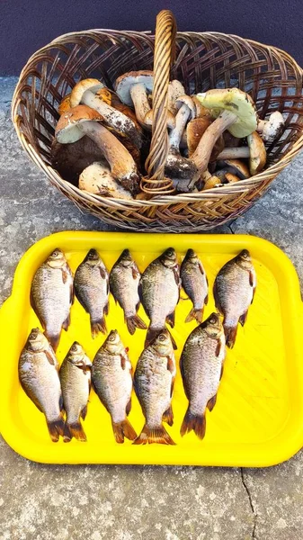 Ülkede balık ve mantar