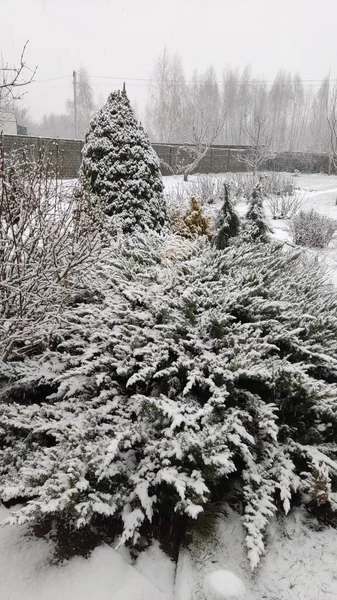 our winter garden in the country Ukraine