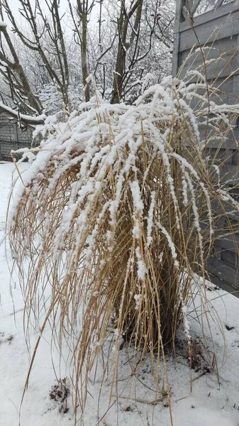 winter bush under the snow Ukraine