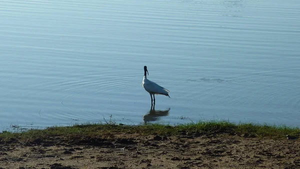 Göldeki Sri Lanka Ibis kuşu