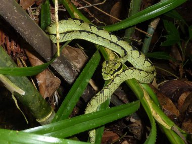 Sri Lanka a very poisonous snake