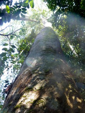 Sri Lanka a tree three hundred years old