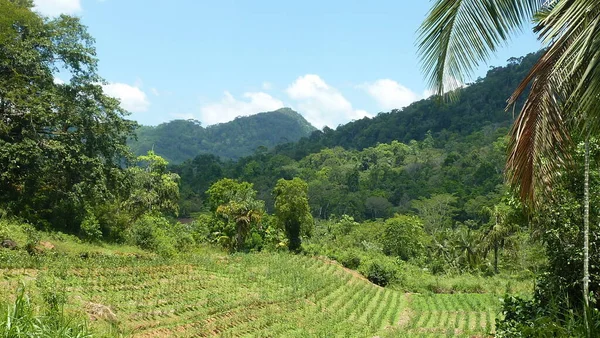 Sri Lanka yağmur ormanları ve çay tarlaları