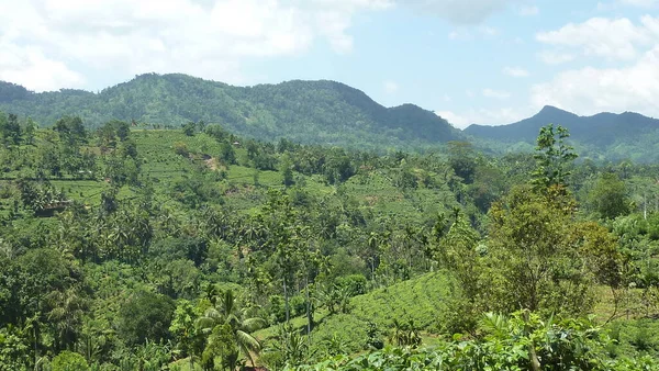 Sri Lanka rain forest mountain view