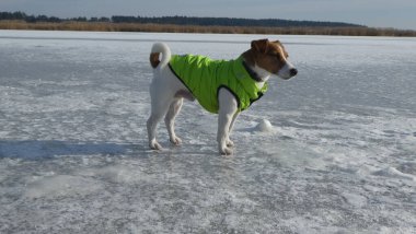 Our dog Alvin is on the ice Ukraine