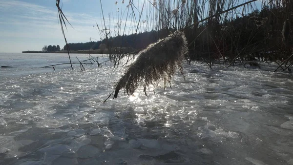 Ice reed winter river Ukraine