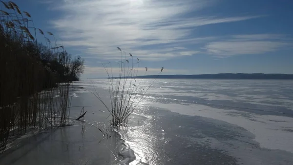 Reed ice river Dnipro Ukraine