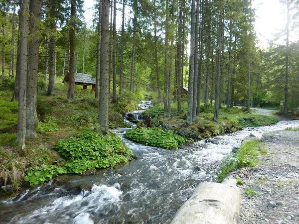 A mountain river in the Carpathian Mountains Ukraine