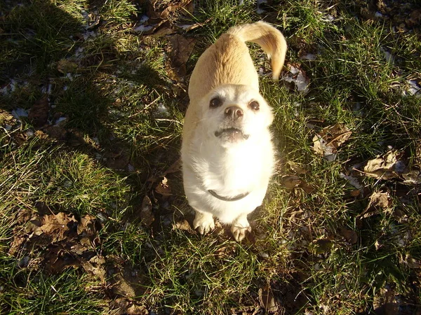 The kindest, cutest, our dog, Jerry Ukraine