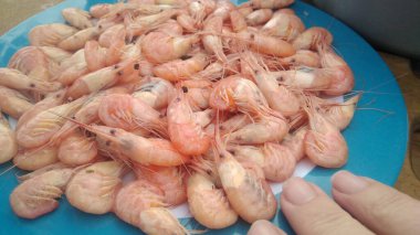 Boiled shrimps on a blue plate Kinburnska spit Ukraine
