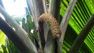 A gecko on the blossom of the famous Coco de Mer coconut in the Seychelles