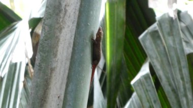 The  brown gecko is the pollinator of the famous Coco de Mer coconut in the Seychelles