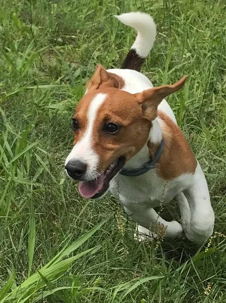 Genç Jack Russell Alvin kaçıyor.