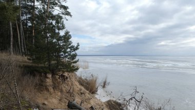 A pine tree with bare roots on the banks of the Dnipro River, Ukraine