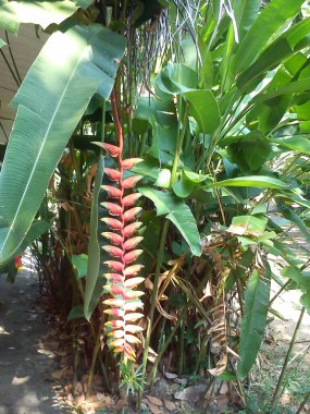 Exotic tropical flowers, Sri Lanka