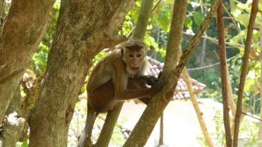 Portrait of a monkey on a tree, Sri Lanka