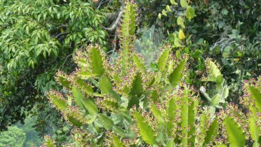 Cactus flowers, Sri Lanka