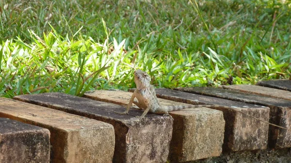 Kertenkele kaldırımda, Sri Lanka