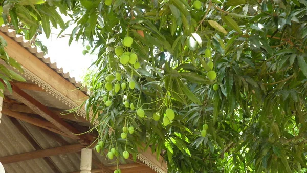 Olgunlaşmış mango meyveleri, Sri Lanka