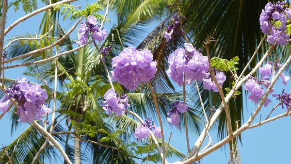 Tropical flowers on the background of palm trees, Sri Lanka