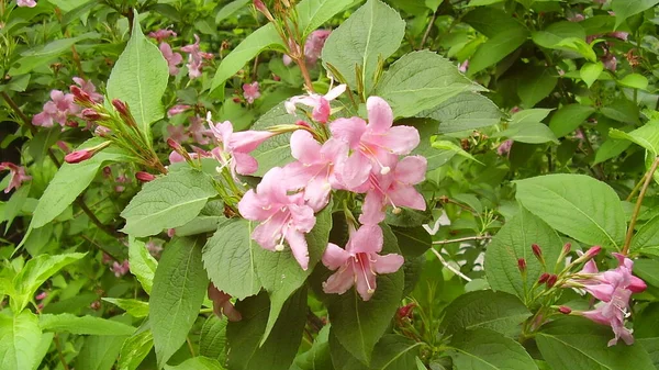 Tüp Weigela 'nın pembe çiçekleri