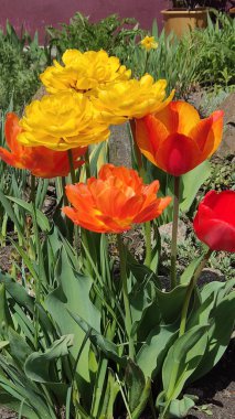 Yellow red lilac white tulips in the garden