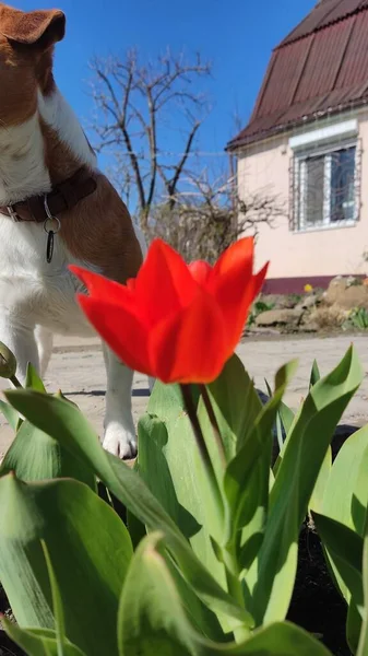 Sarı kırmızı leylak, beyaz laleler bahçede