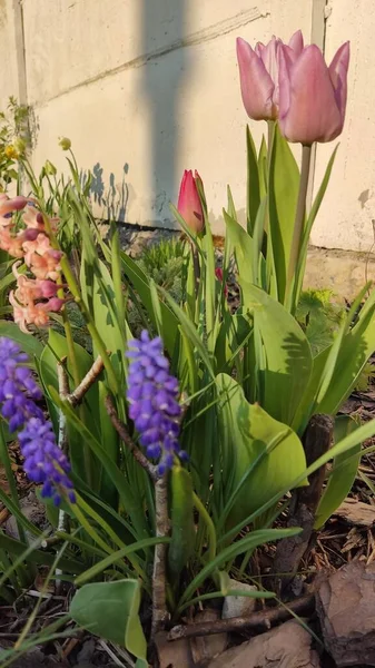 Pembe lale, mavi muscari ve bahçede sümbüller.