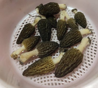 İlk bahar mantarları kırışıyor