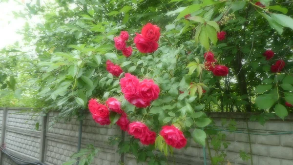 花园里的灌木玫瑰 — 图库照片