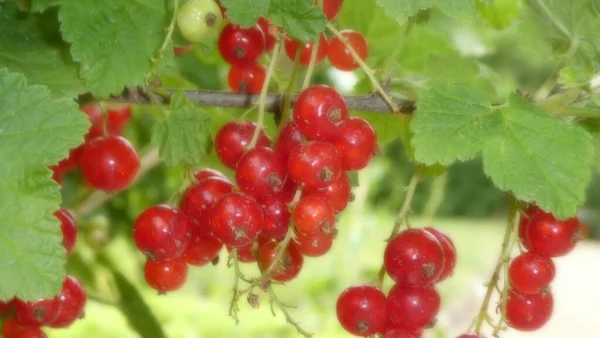 Red Currant Berries Branch — Stock Photo, Image