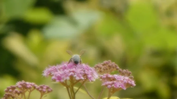 Bir Arı Çiçeklerden Nektar Toplar — Stok fotoğraf