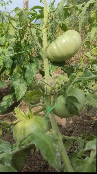 Yatakta yeşil domates