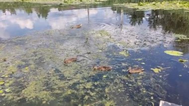 Yılanın ördekle nehre atlaması.