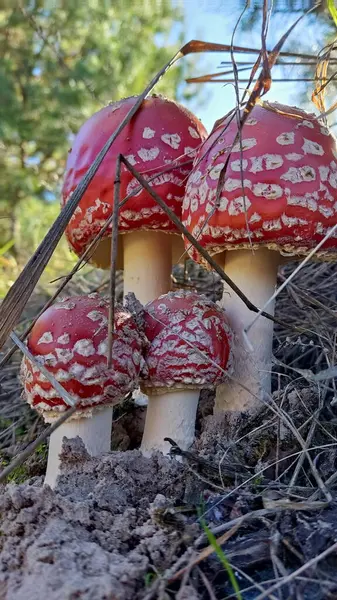 Amanita mantarları zehirlidir ama çok güzeldir..