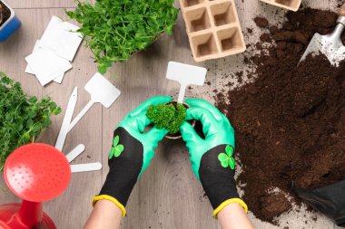 Womens hands in green gloves planting seeds at home in fertile black earth. In background freshly grown sprouts. Spring and gardening concept.