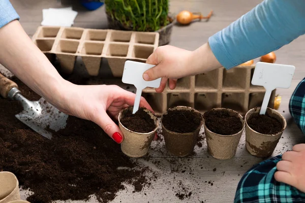 Mother and child planting seeds at home in fertile black earth. Putting name tags for plants. In background freshly grown sprouts. Spring and gardening concept.