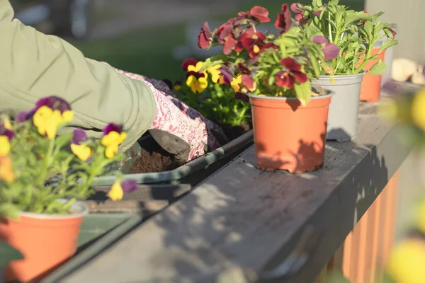 Женщины Сажают Цветы Террасе Весеннее Садоводство Солнечный Вечер — стоковое фото