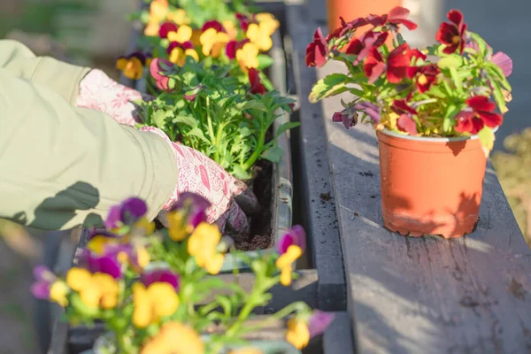 Женщины Сажают Цветы Террасе Весеннее Садоводство Солнечный Вечер — стоковое фото