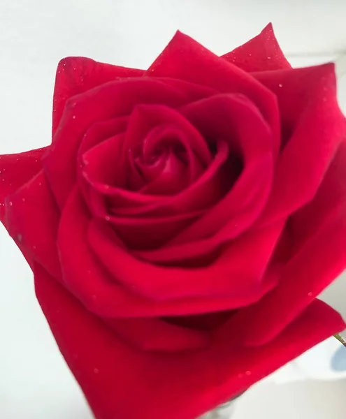 Red rose gift love 