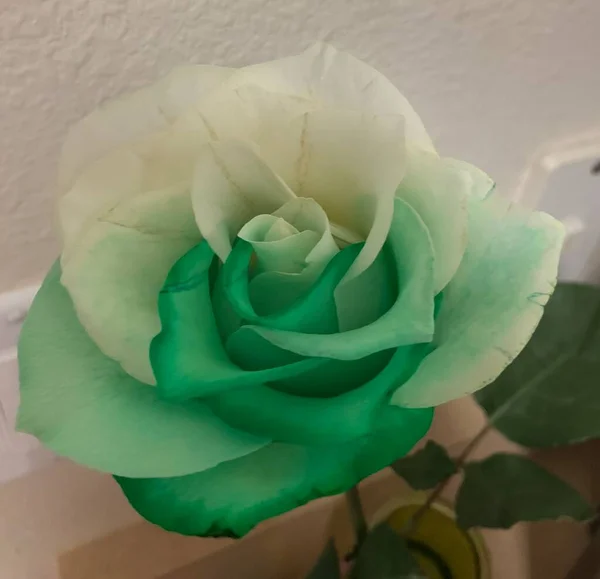 Beautiful colorful flowers and bouquets 