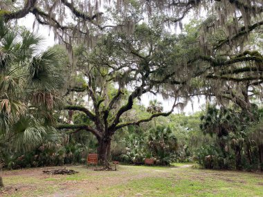 Beautiful nature tree in summer 