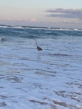 Oceans Wildlife bird on the beach 