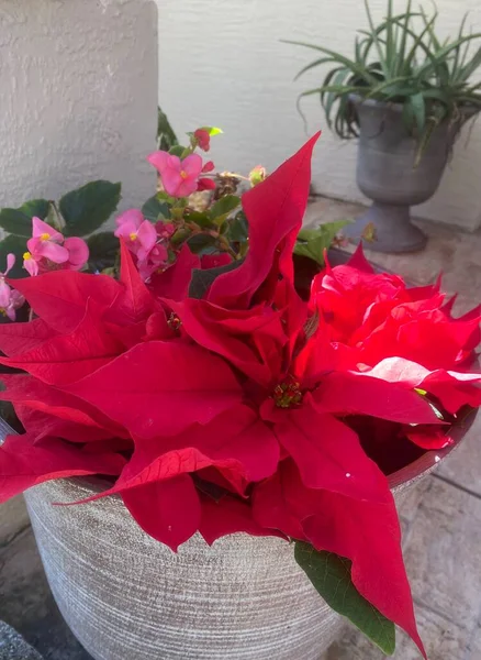 Beautiful colorful flowers and bouquets 