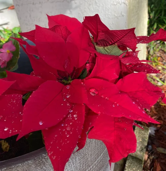 Beautiful colorful flowers and bouquets 