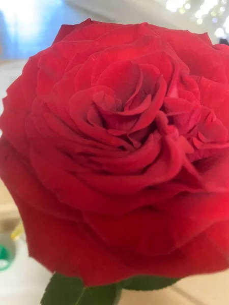 güzel kırmızı gül buketi 