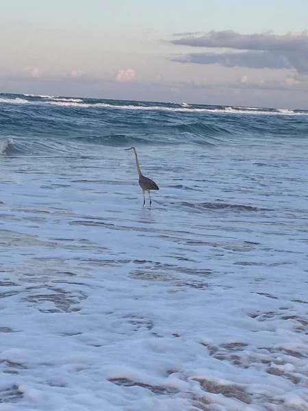 Oceans Wildlife bird on the beach 