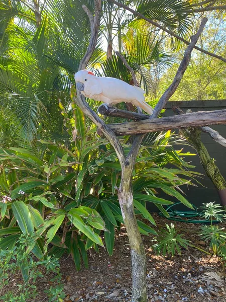 Beyaz papağan Hayvanat Bahçesi