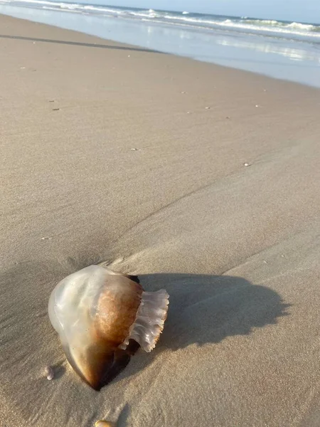 Ocean life jellyfish on the beach