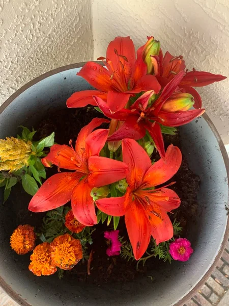 bir tencereye çiçekler 